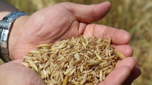 강진군, 쌀귀리 가공식품 개발 박차 가한다