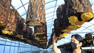 장흥의 금색 보물 “장수상황버섯