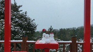 한겨울에도 관람객 최다, 눈 덮인 1004섬 분재정원 애기동백의 매력에 홀리다.